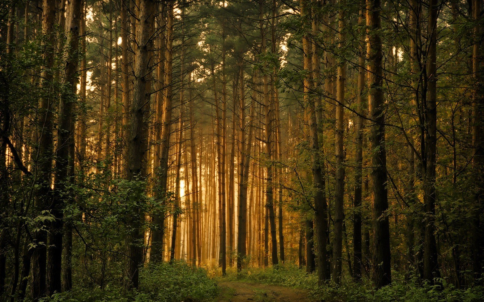 bosque árboles luz