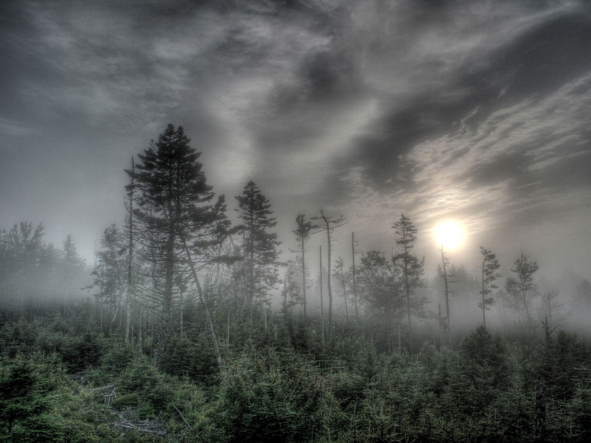 foresta nebbia alberi sole