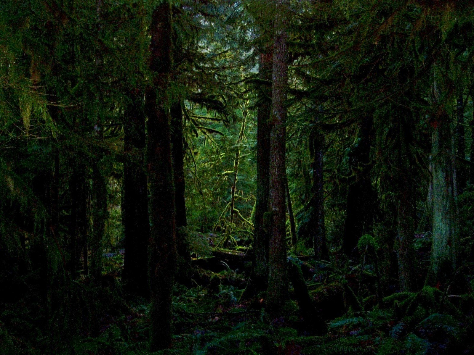 forêt fourré arbres mousse