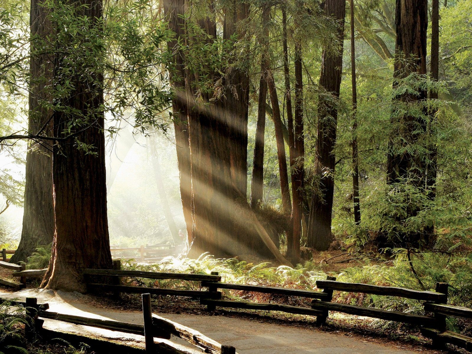 forest road fence