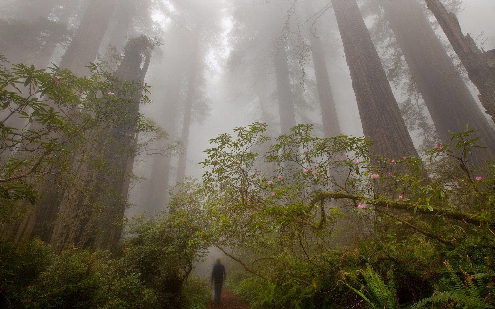 niebla bosque árboles sendero hombre