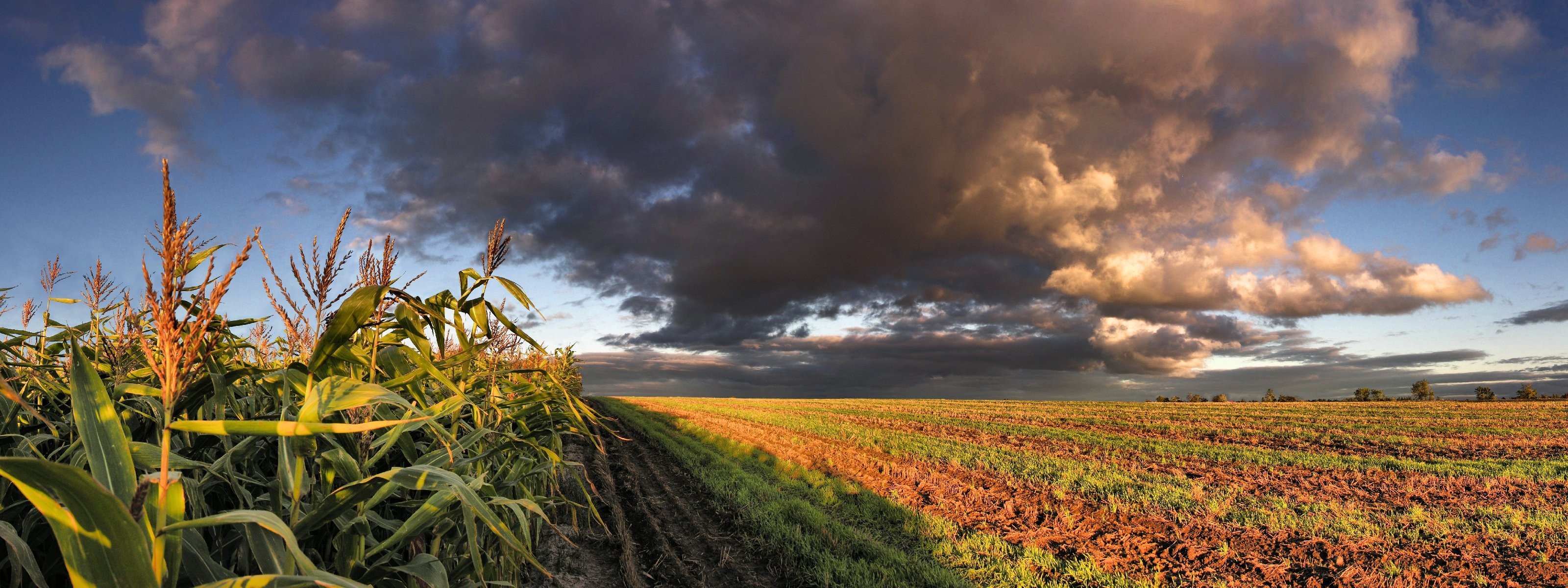 the field corn cloud