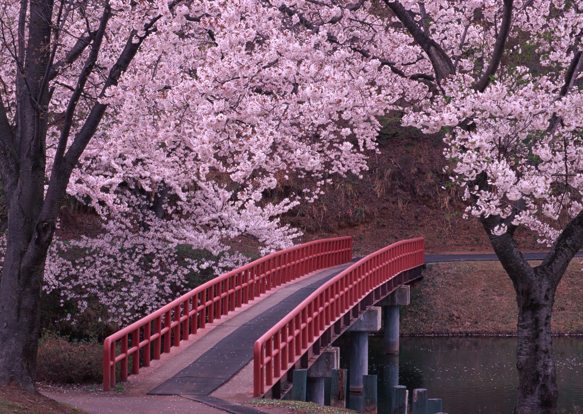 japan sakura brücke