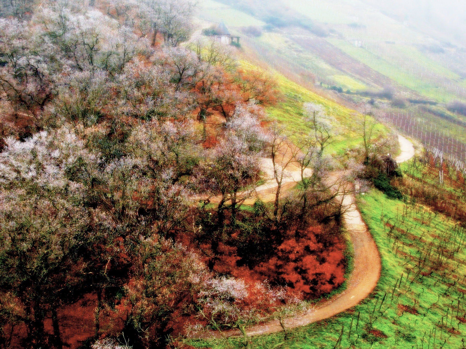 primavera árboles camino