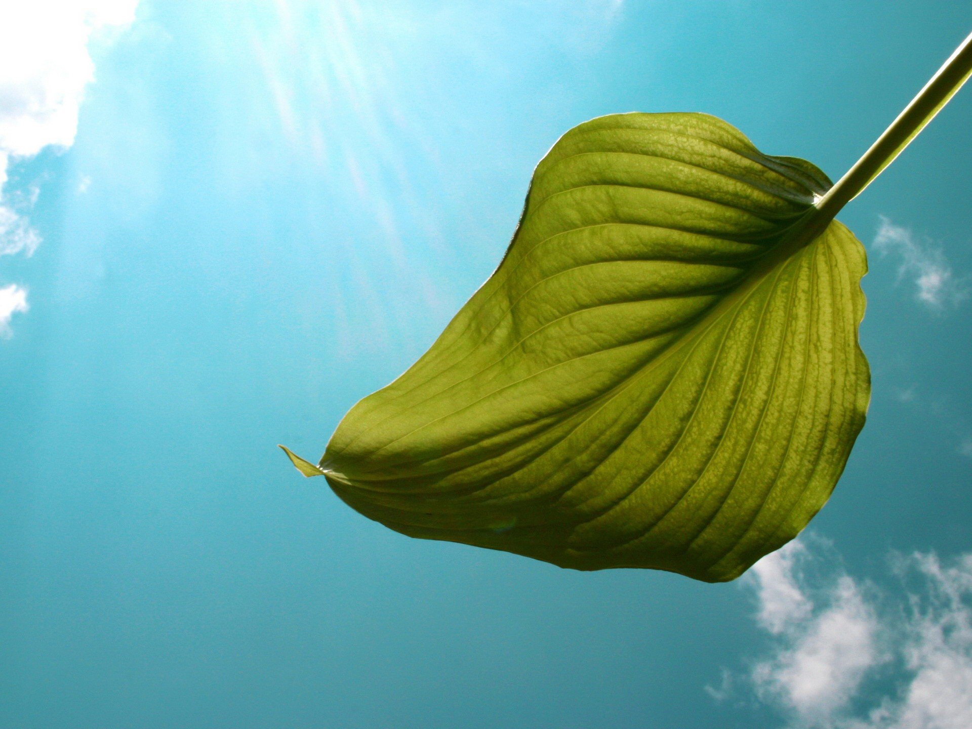 hoja cielo luz