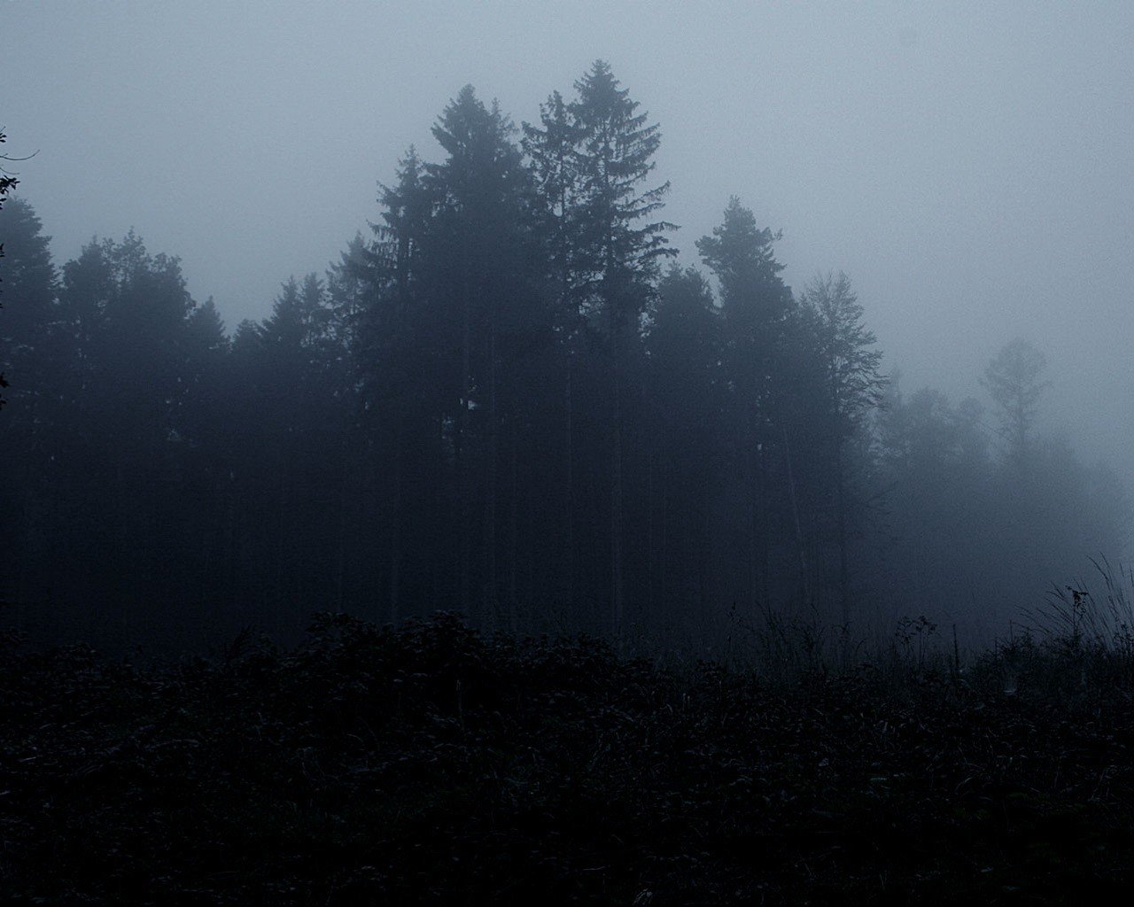 wald bäume nebel dunkelheit