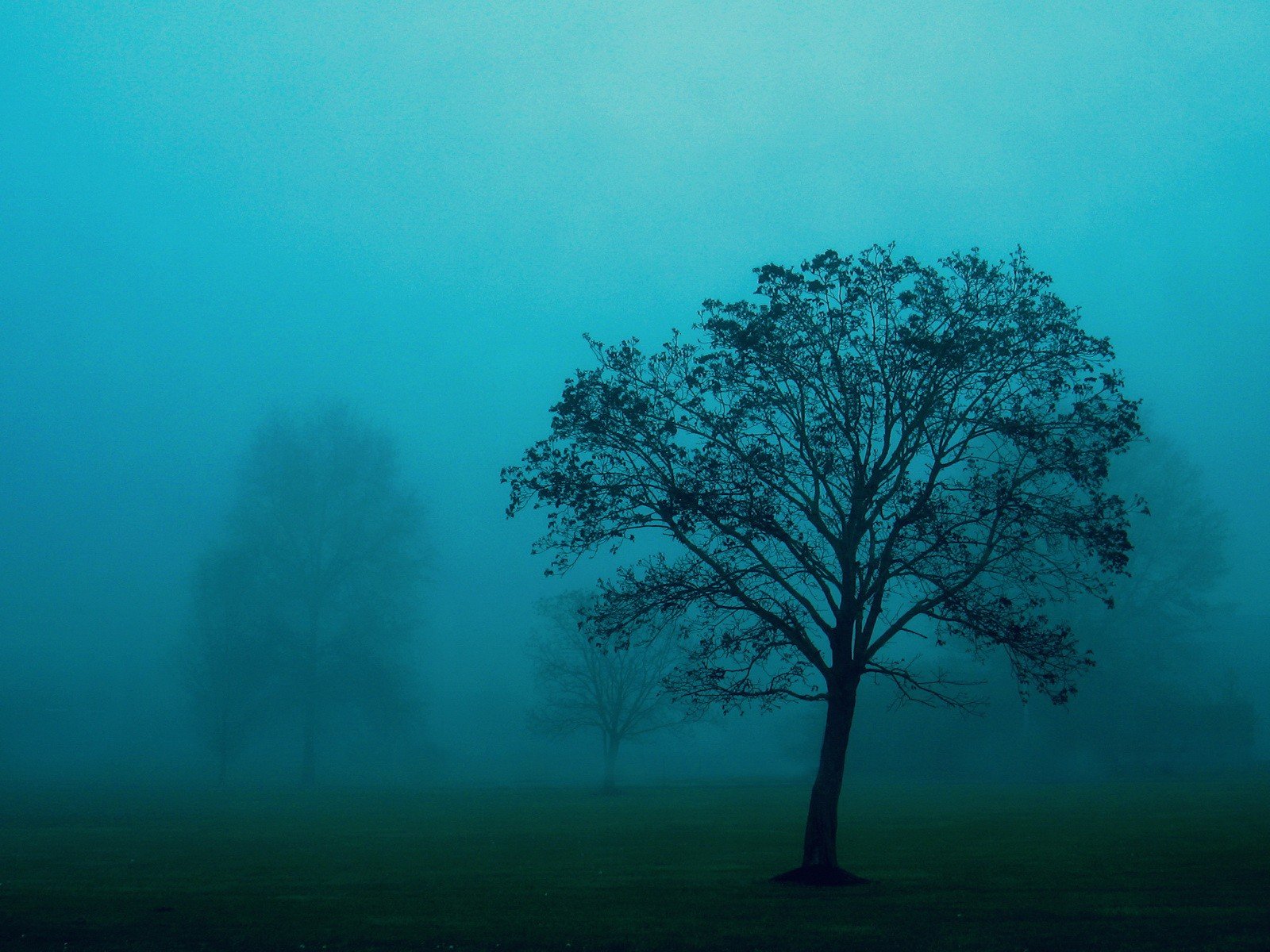 tree fog