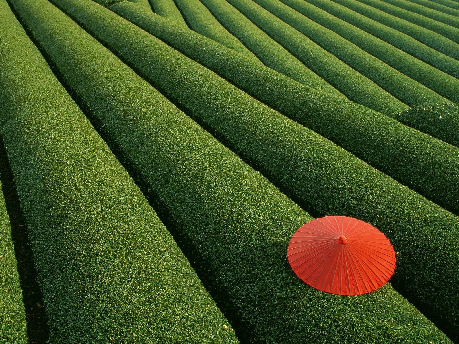 umbrella leaves bush