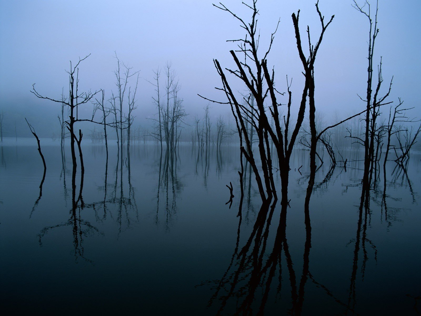 oscuro reflexión árboles