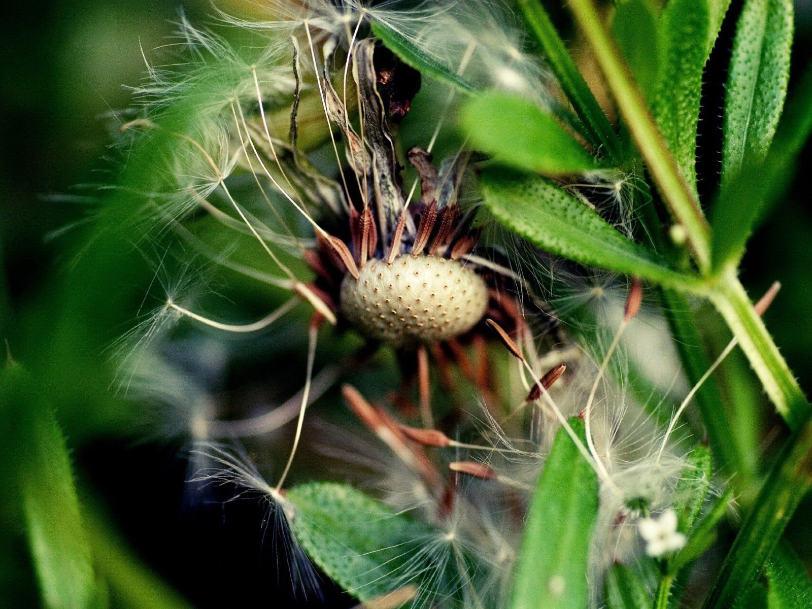 macro diente de león hoja