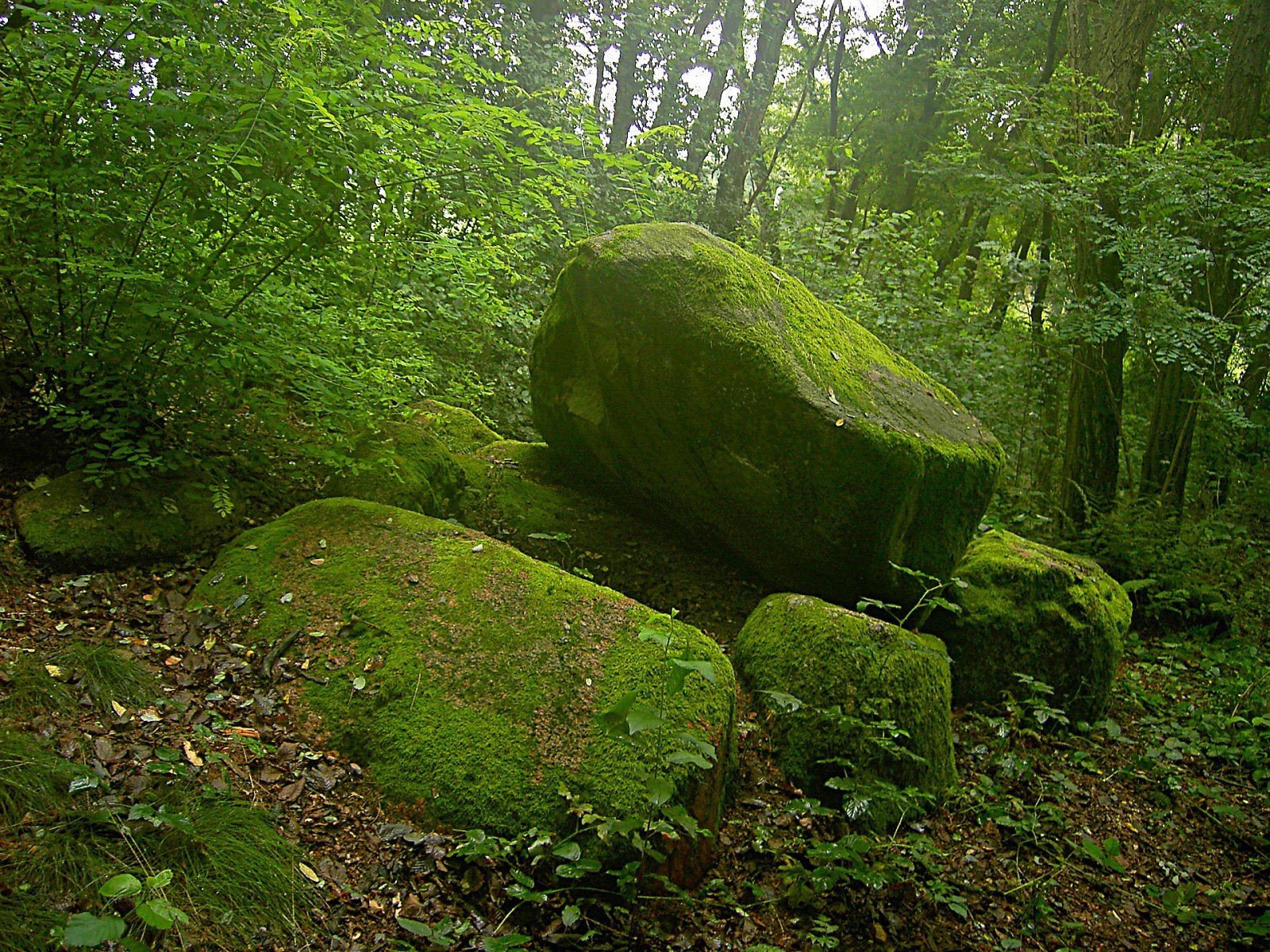 pierres mousse vert