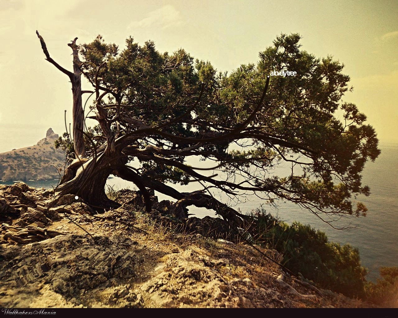 albero roccia solitudine