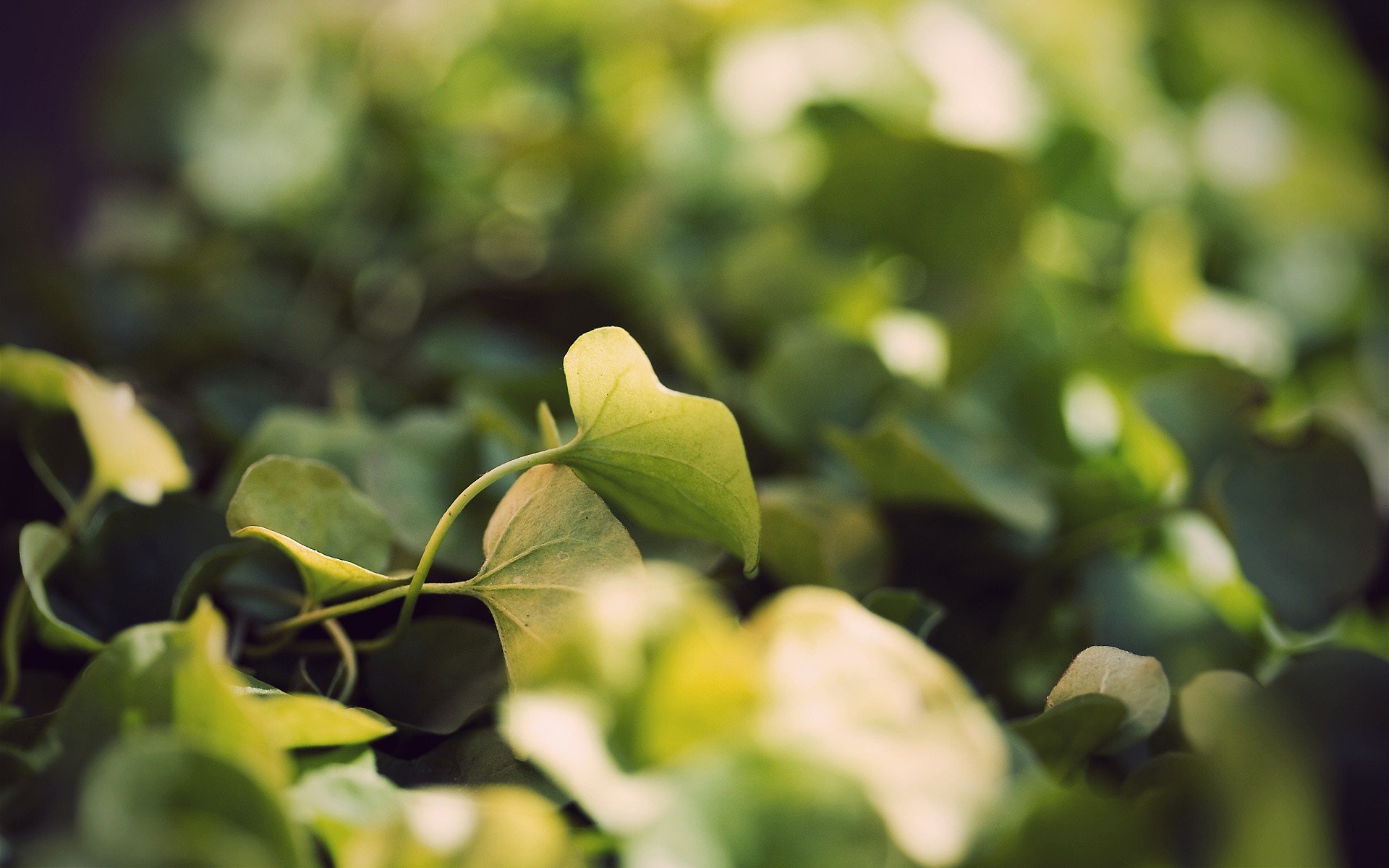 feuilles herbe gros plan