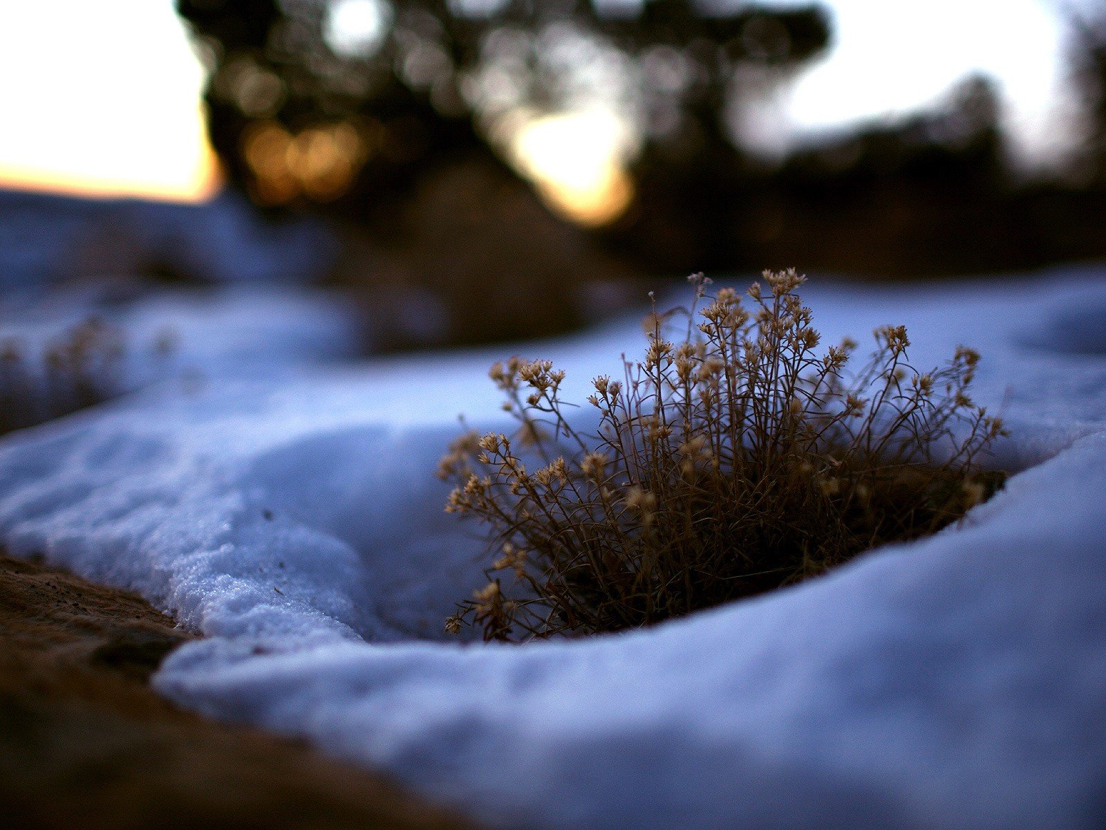 gras busch schnee winter