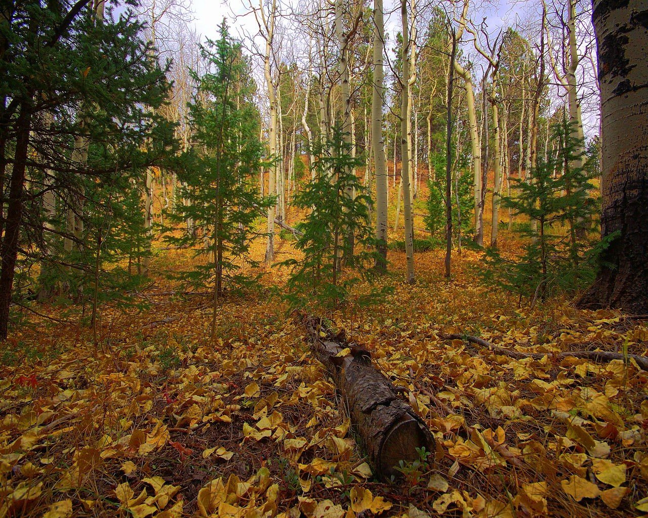 forest autumn tree trunk leave