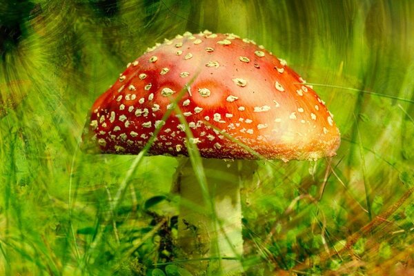 Amanita und grünes Gras inmitten des Waldes