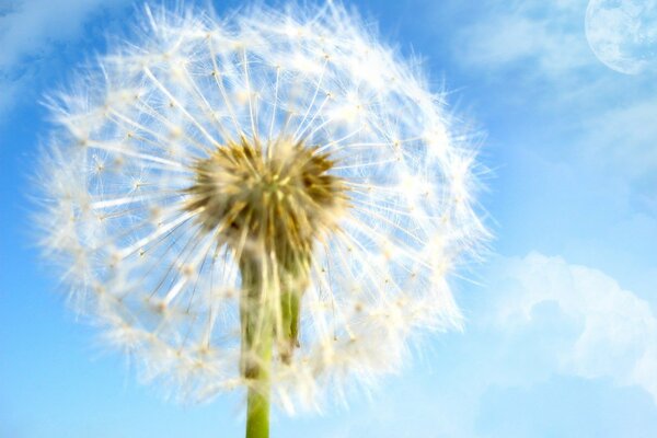 Fluffy top of a dandelion against the sky