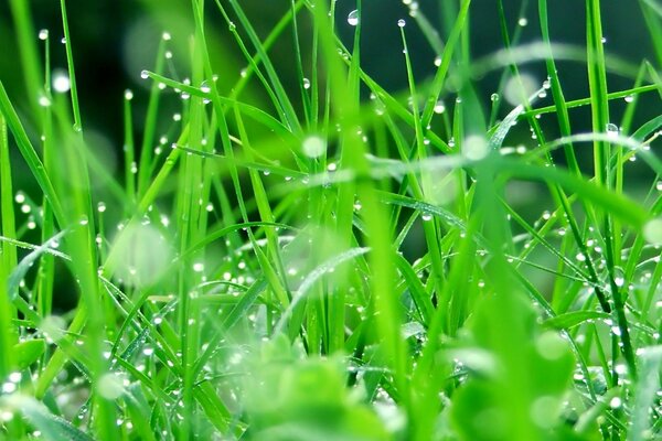 Gouttes de rosée sur l herbe verte