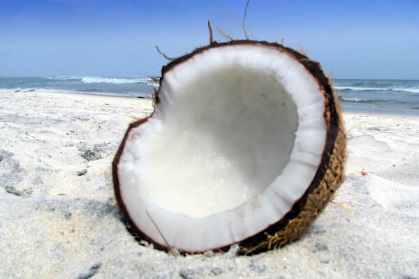 Coconut on the white sand of the beach