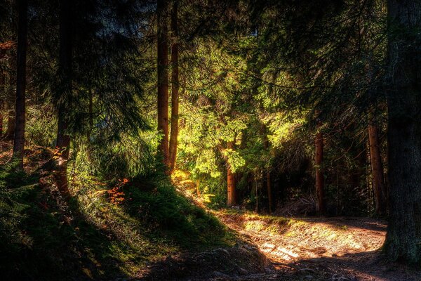 Sunny light in the forest through the trees