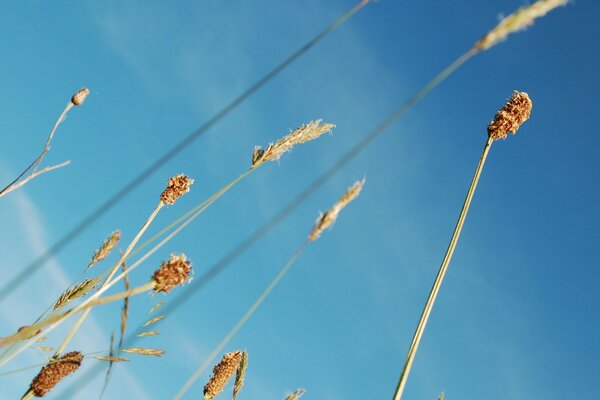 Beautiful blue sky and spikelets