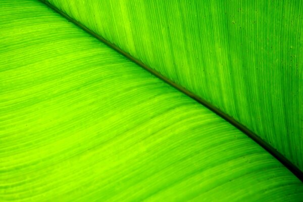 Primo piano della foglia verde