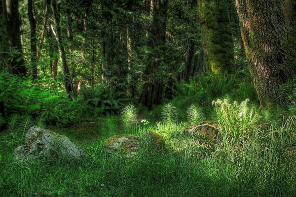 Trees covered with moss in green grass