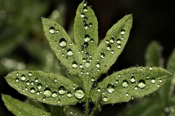 Blätter mit Morgentau nach Regen