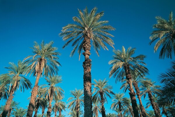 Tall palm trees against the blue sky