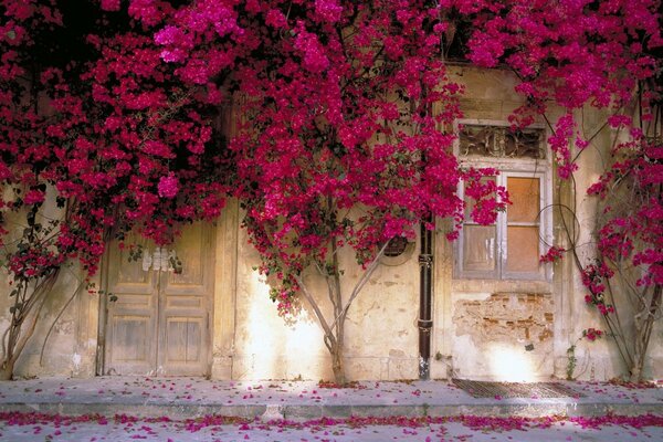 Flores envolviendo una casa antigua con puerta y ventana