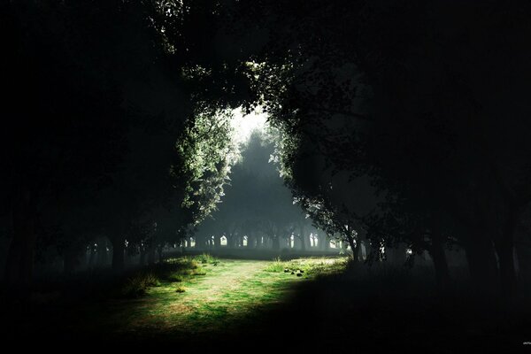 Sentiero lunare tra il campo e gli alberi