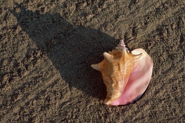 Coquillage sur la plage de sable