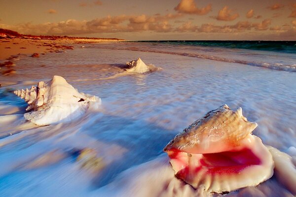 Large snail shells were left on the sand