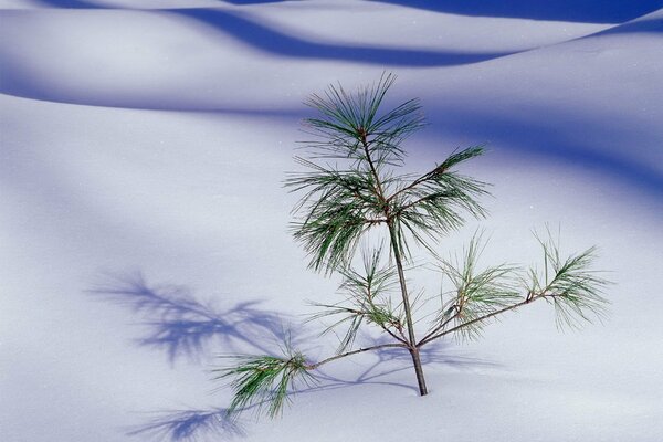 Un ramo di un albero di Natale è attaccato alla neve bianca