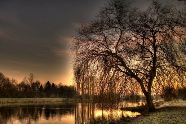 HDR foto de la puesta de sol del río y el árbol