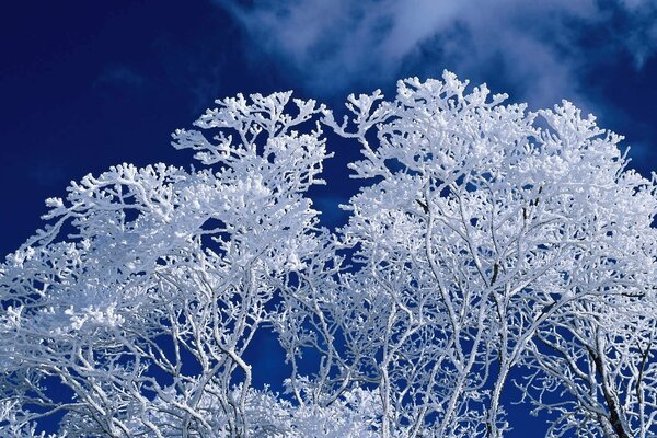 A tree covered with snow against a blue sky background