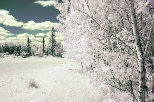 The trees were covered with snow in the field