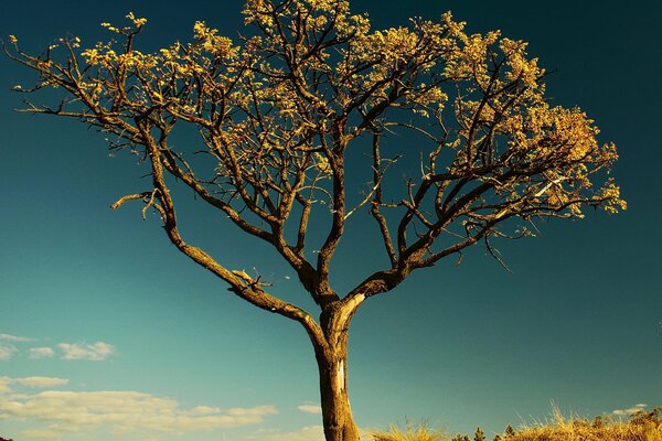 A lonely tree in a hot savannah