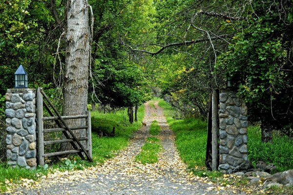 Route de la forêt fleurie d été