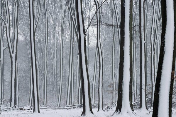 Foresta innevata e alberi nella neve