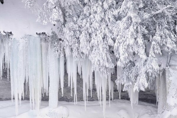 Wintereis auf Tannenzweigen im Schnee