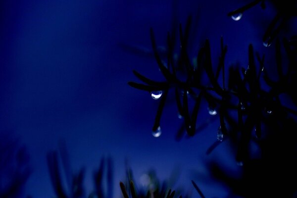 Water drops on a branch and night