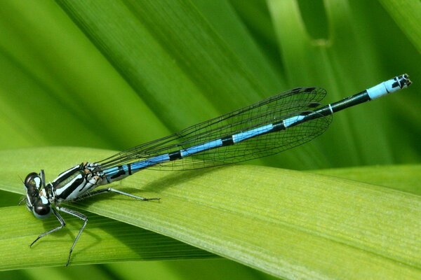 A dragonfly is sitting on the green grass