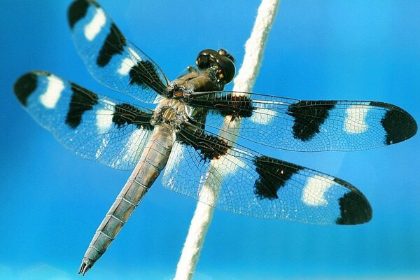 Libellula seduta su sfondo blu