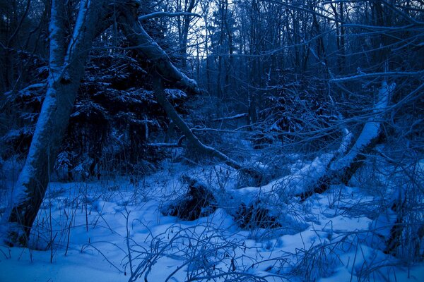 Night winter forest in blue colors