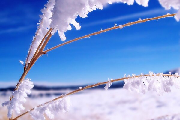 Bright winter landscape frost on a current twig