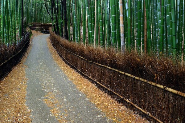 Herbst Bambus Allee mit Zaun