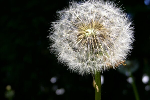 Diente de León blanco sobre fondo oscuro