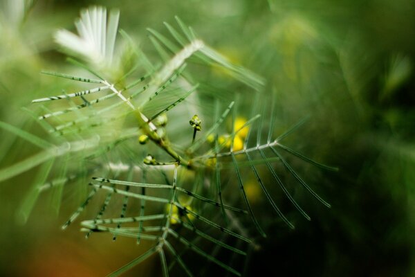 A blurred branch of greenery