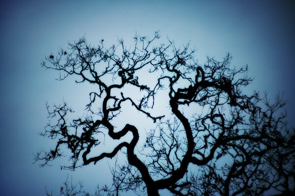 Árbol en el fondo del cielo de la tarde